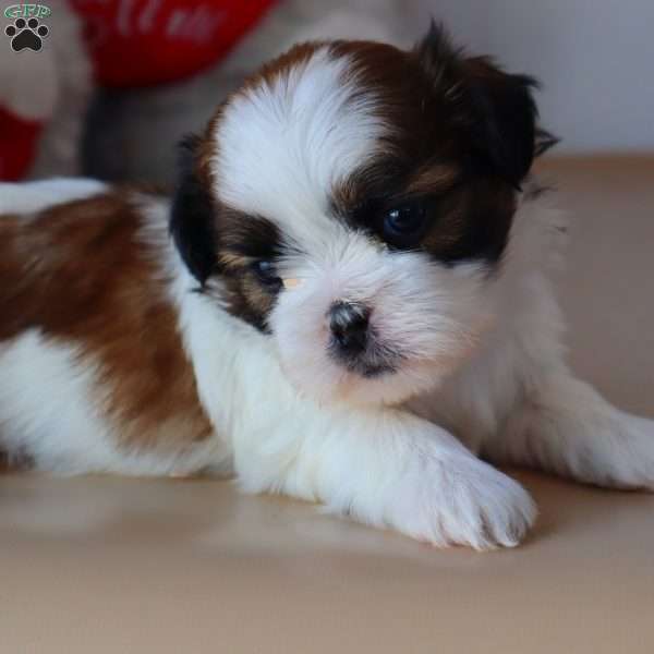 Garrett, Shih Tzu Puppy